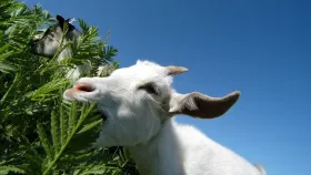 Учёные нашли место первого одомашнивания коз